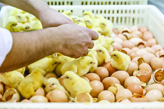 راهکارهایی برای ارزان شدن مرغ