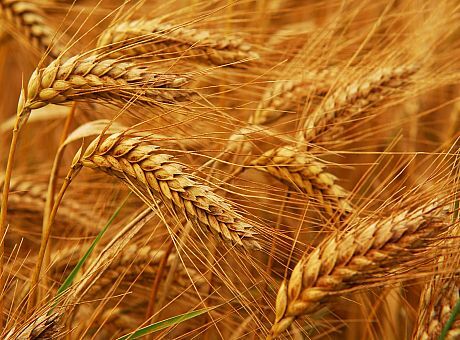 امروز قیمت گندم بیش از ۱۱ دلار در بازارهای جهانی افزایش یافت 
