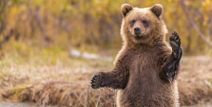 بهار سیاه خرس‌ها در خواب زمستانی مسوولان/ ۱۰ قلاده خرس در ۸۰ روز تلف شد!
