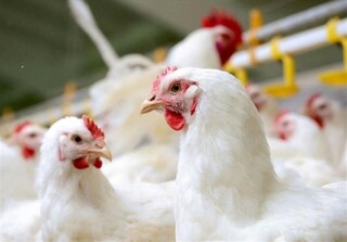 مرغ نیمایی ۱۰ روز دیگر به بازار می‌آید