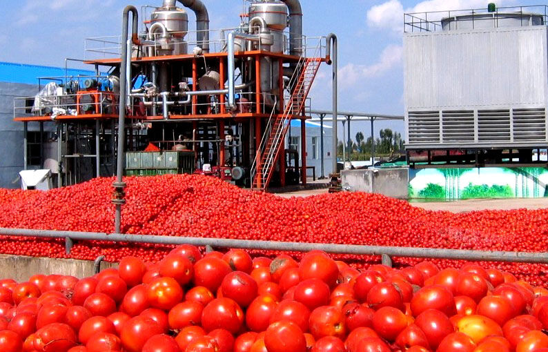 تولید رب گوجه ۲.۵ برابر مصرف کشور