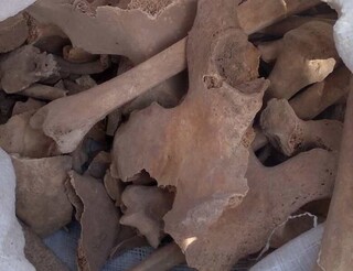 بقایای اسکلت ۲ انسان در کدکن تربت‌حیدریه کشف شد