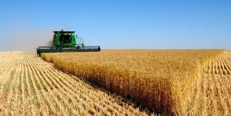 چند پیشنهاد برای افزایش تولید گندم در سال آینده