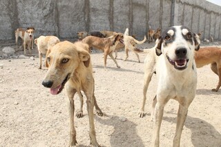 ولگردی قانون در برابر سگ‌های ولگرد/  پرسه ۳ میلیون سگ ولگرد در کشور
