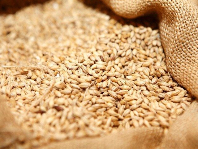 خرید ۷ میلیون تن گندم از کشاورزان عامل امنیت پایدار غذایی در کشور است