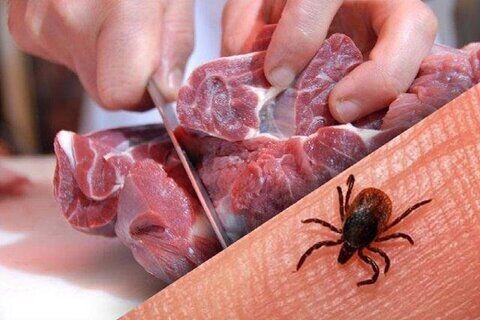خطر «تب کریمه کنگو» بیخ گوش مردم/ مصرف گوشت تازه تا ۲۴ ساعت ممنوع