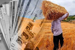 بازی دلالان در زمین گندمکاران/ ‌چرا فروش گندم به دلال برای کشاورز جذاب‌تر است‌ 