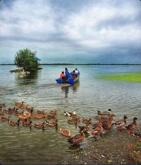 نمایی دیدنی از تالاب بندر انزلی+ عکس