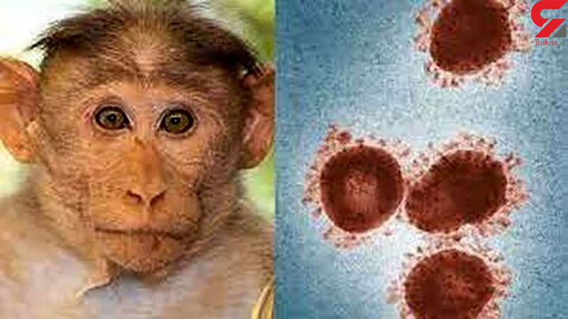 شیوع آبله میمونی در آفریقا ۱۶۰ درصد افزایش یافت