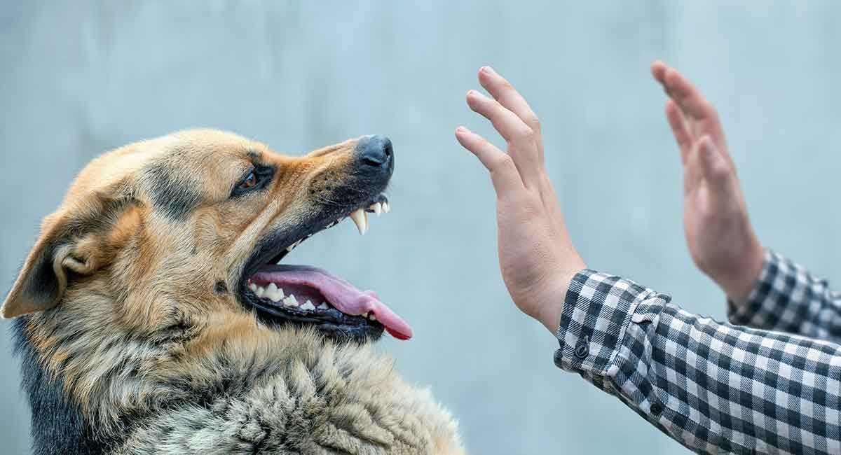 سگ نگهبان صاحبش را در نیشابور کشت 