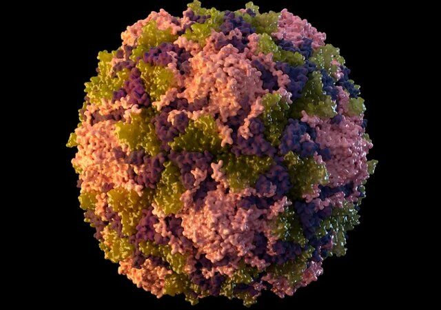 شناسایی ویروس فلج اطفال در فاضلاب شهر نیویورک