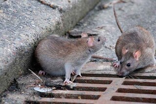 بیشتر موش‌های مشهد وارداتی هستند