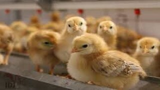 مدیرعامل اتحادیه مرغداران گوشتی خبر داد: جوجه ریزی بهمن به ۱۲۵ میلیون قطعه می‌رسد