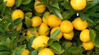 جشنواره "لیموی قصرشیرین" برگزار می‌شود