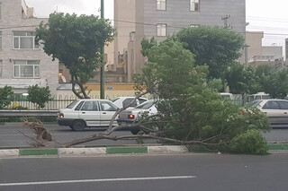 حوادث اولین بارش باران پاییزی در تهران | شکستن درخت‌ها باعث ترافیک سنگین شد