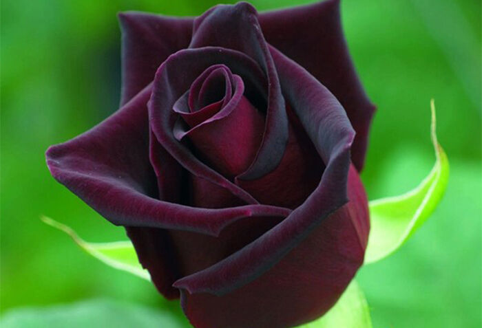 گل رز، گلی منحصر به فرد با قیمت مناسب