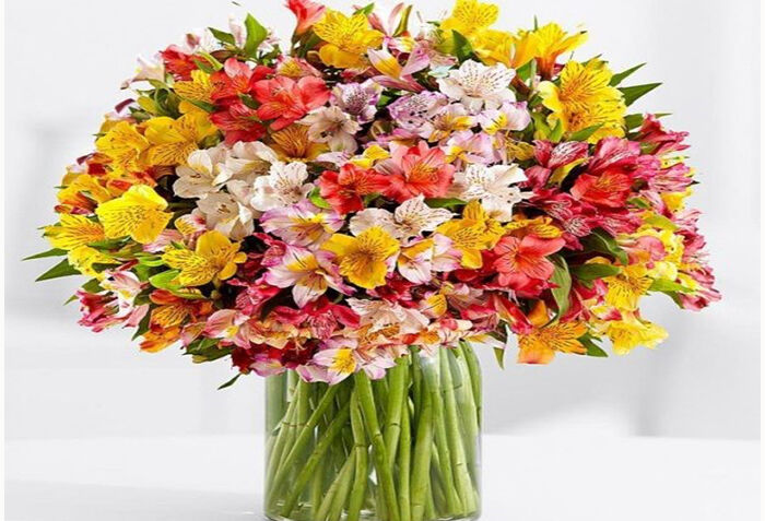 آلسترومریا، گلی رنگارنگ با زیبایی بی انتها