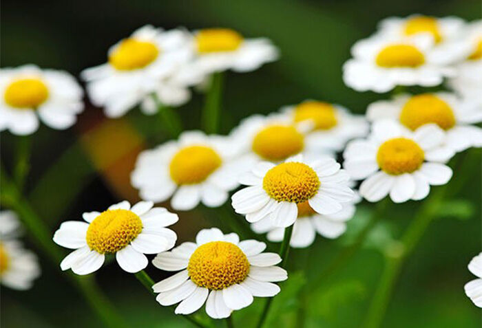 بابونه گلی با ترکیب رنگ زیبا و قیمت ارزان