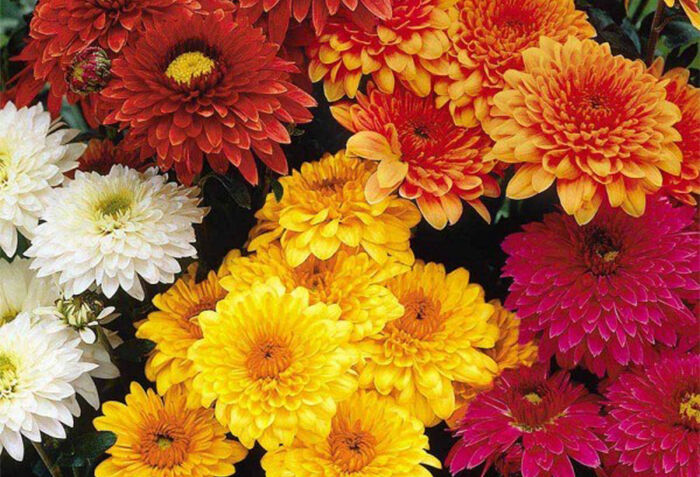 داوودی، گلی ارزان با جلوهای ویژه