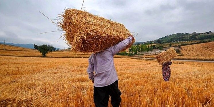 بیش از ۳۰ هزار تن گندم در کنگاور خریداری شد