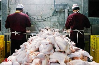 توزیع روزانه هزار تن مرغ منجمد با قیمت هرکیلوگرم ۴۵ هزار تومان