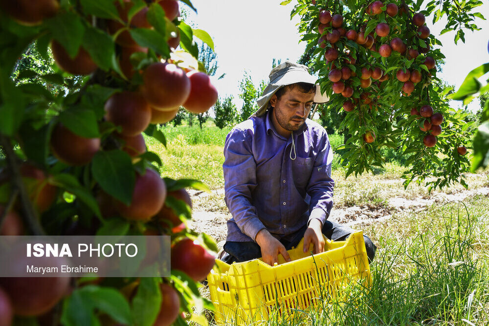 قطب تولید سیب آذربایجان شرقی در انتظار سرمایه گذاران