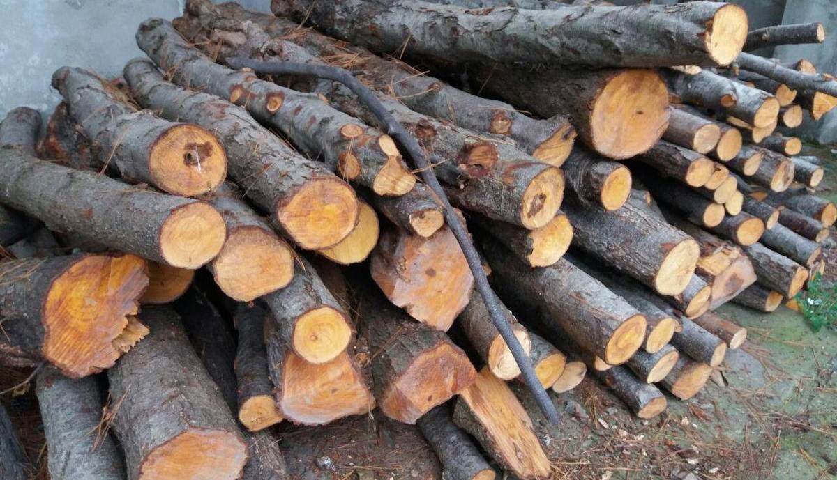 کشف انبار چوب جنگلی قاچاق در ساری