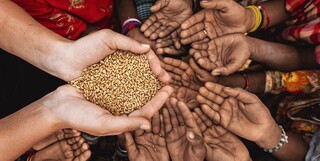 افزایش ۵ درصدی قیمت گندم در بازار جهانی/ هر بوشل گندم امروز چند دلار است؟