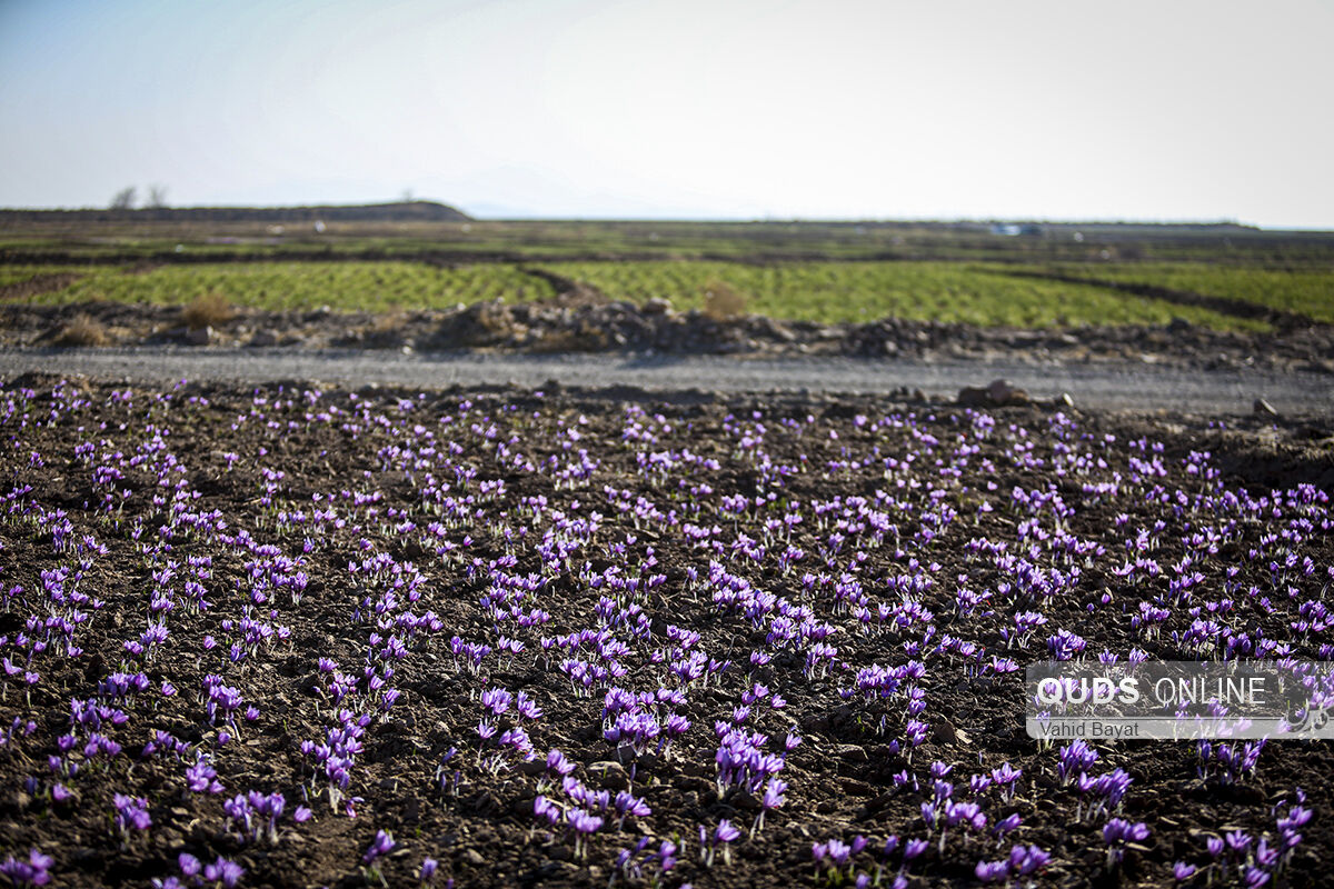 پیش‌بینی تولید ۱۵۰ تن زعفران در خراسان رضوی
