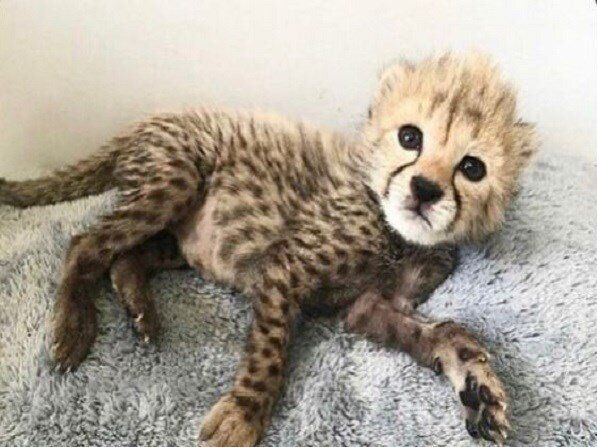 کلاهبرداری با نام توله یوز پلنگ ایرانی