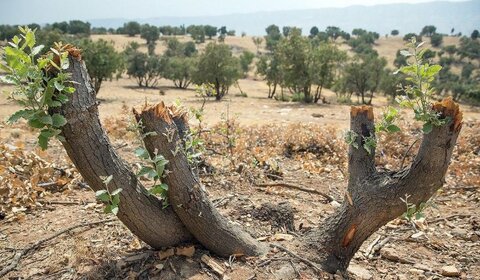 معدن‌کاران، نفس بلوط‌ها را گرفتند