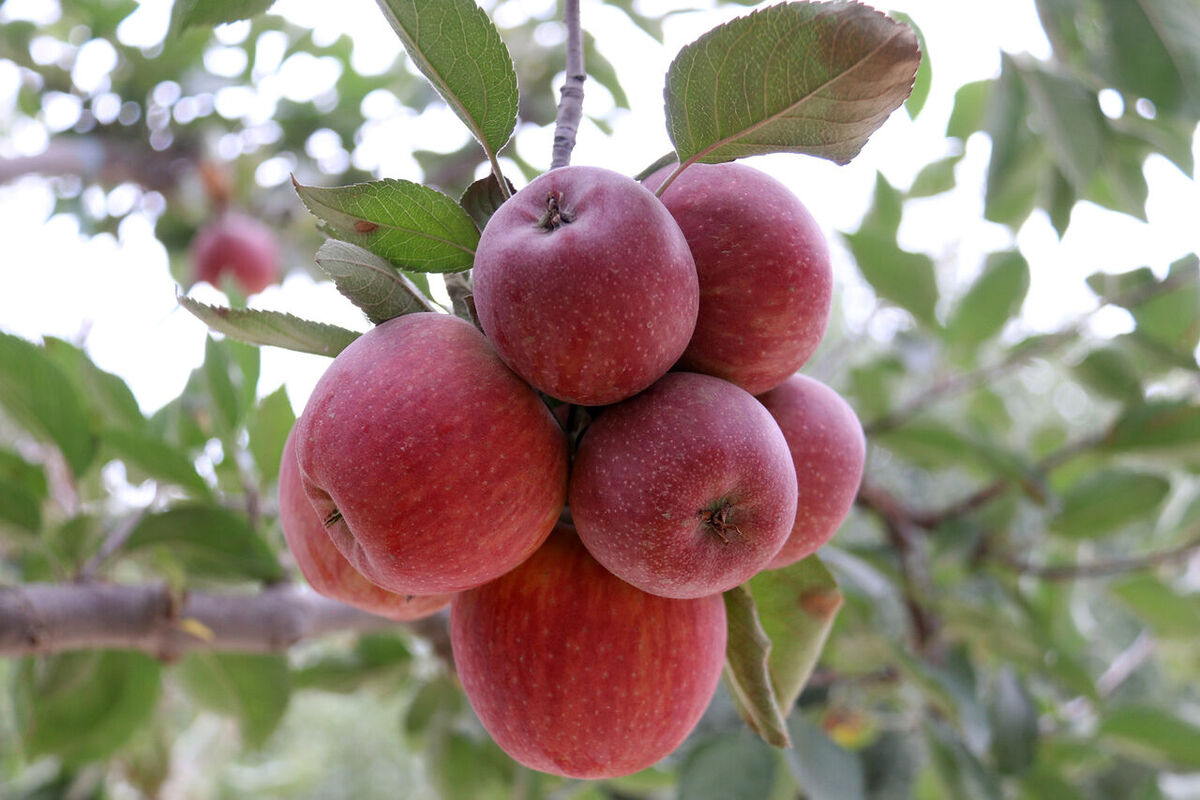 ۶۰۰ هزار تن سیب در سردخانه‌های آذربایجان غربی ذخیره شده است