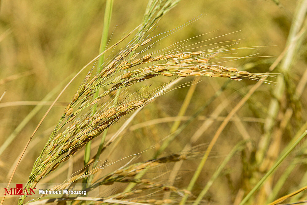 مزارع برنج در شهرستان قصرقند