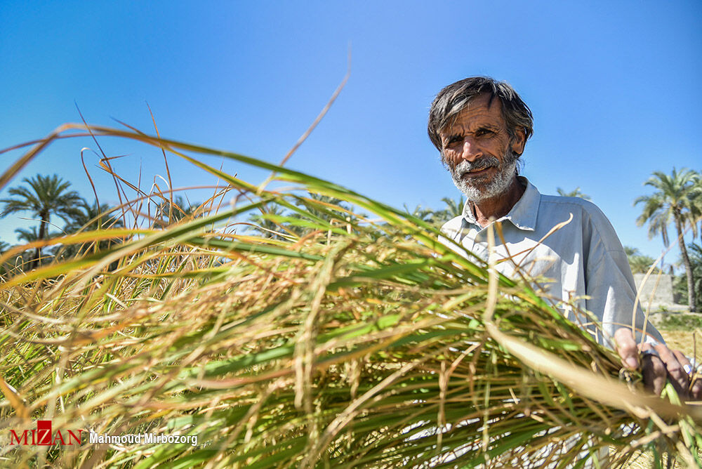 مزارع برنج در شهرستان قصرقند