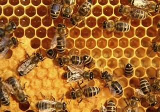 صادرات ۱۶۰۰ تن عسل در سال ۱۴۰۱