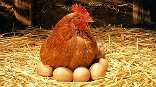 نرخ جدید مرغ و تخم مرغ اعلام شد