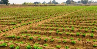 خُرد شدن اراضی کشاورزی چالشی برای ثبت اسناد/ حدنگاری اجرا میشود