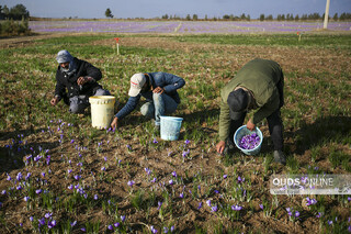 سیاه‌روزی گرانبهاترین ادویه دنیا / محصول زعفران در مزارع خراسان رضوی کاهش شدیدی پیدا کرده است