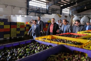 ظرفیت تولید زیتون از پیشران‌های توسعه اقتصادی استان قزوین است