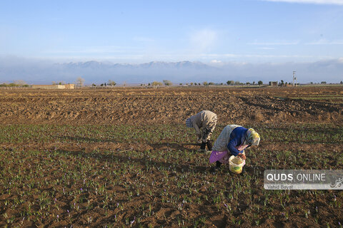 گزارش تصویری I برداشت زعفران در تربت حیدریه و زاوه خراسان رضوی