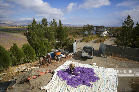 گزارش تصویری I برداشت زعفران در تربت حیدریه و زاوه خراسان رضوی