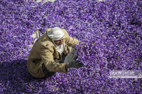 زعفران خراسان نذر سلطان خراسان