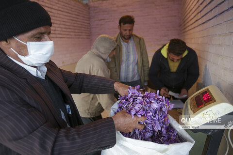 گزارش تصویری I بازار فروش گل زعفران در تربت حیدریه