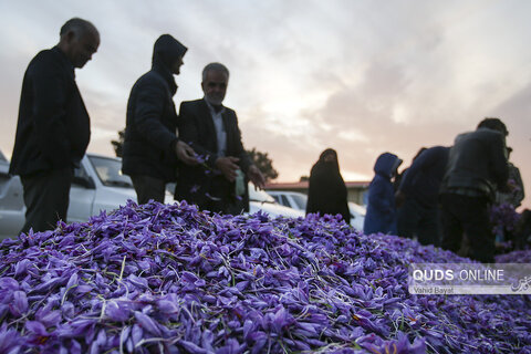 گزارش تصویری I بازار فروش گل زعفران در تربت حیدریه