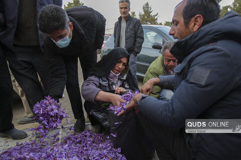 گزارش تصویری I بازار فروش گل زعفران در تربت حیدریه