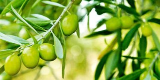 مشوقهای جدید برای توسعه کشت زیتون در خوزستان ارایه می شود