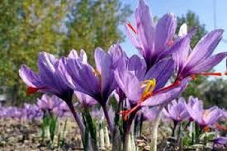 سند راهبردی گیاه زعفران در کشور اجرایی می شود