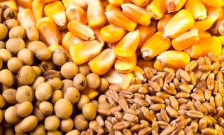 واردات ۳ هزار تن نهاده دامی آلوده از روسیه