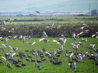 آغاز سرشماری زمستانه پرندگان در خوزستان