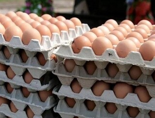 قیمت هر شانه تخم مرغ چقدر باید باشد؟